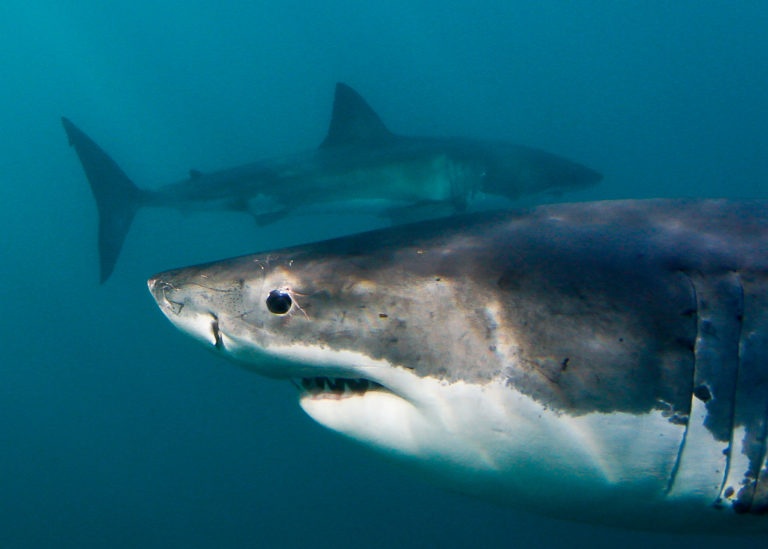 Ca voi sat thu tan sat dan ca map trang o Nam Phi hinh anh