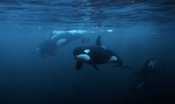 ca map trang lon,  ca voi sat thu,  xao tron he sinh thai anh 2