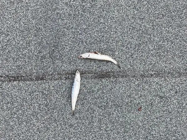 Ca com roi bat thuong tu tren troi o San Francisco hinh anh