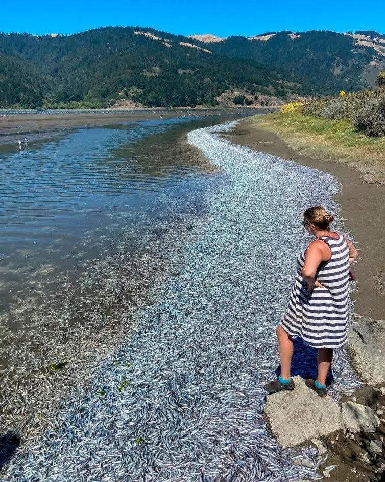 ca com,  San Francisco,  chet hang loat anh 1