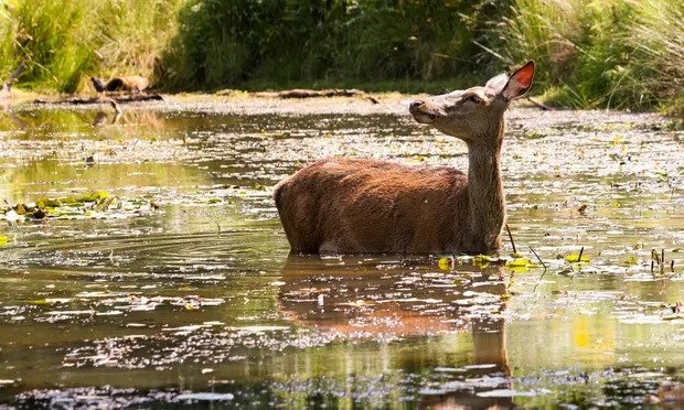 40 do C o Anh khien chim roi tu tren troi, nhieu dong vat chet kho hinh anh