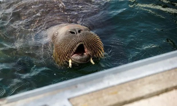 Voi bien Na Uy treo len du thuyen de ngu hinh anh