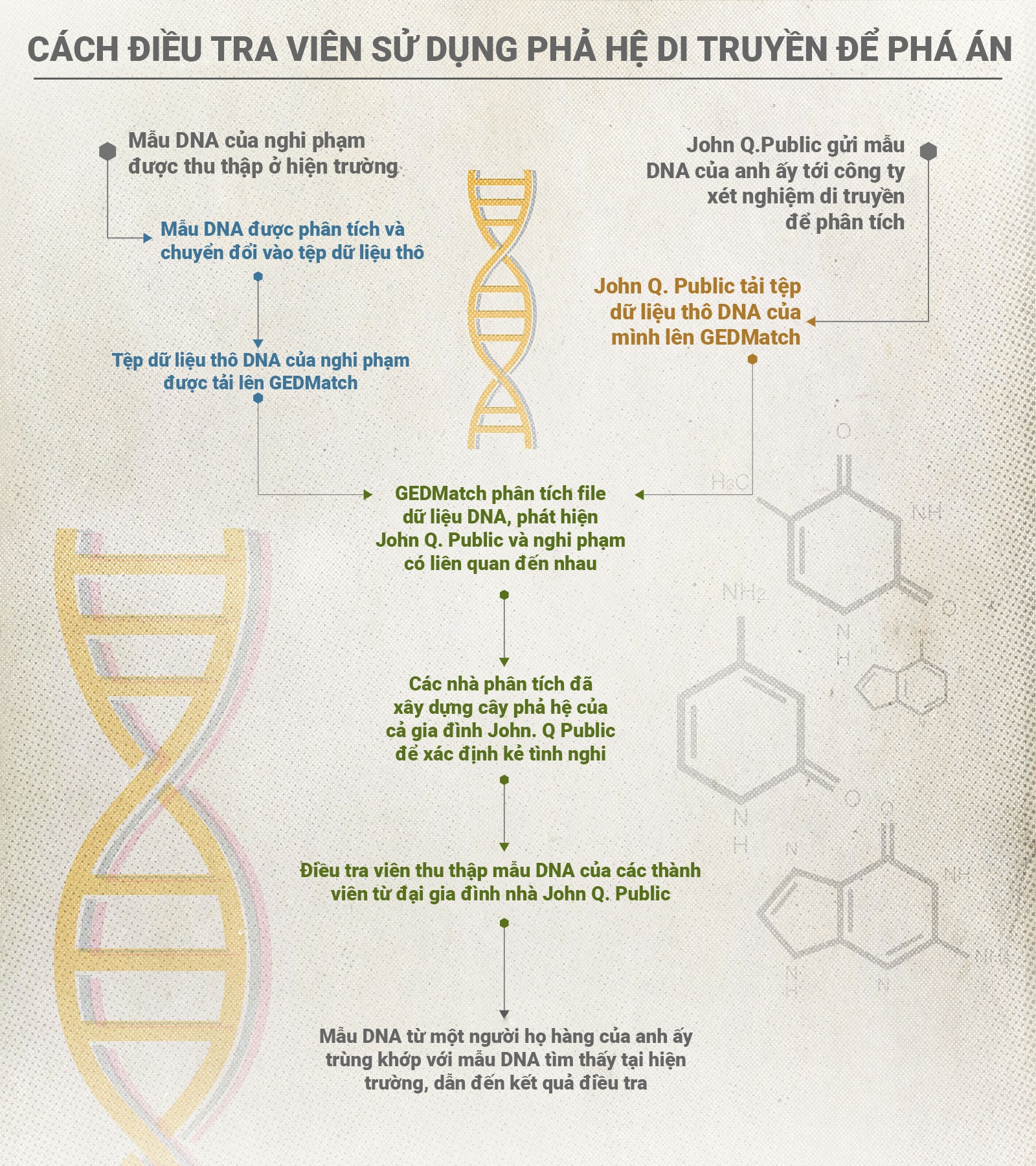 DNA,  pha he di truyen,  gia pha anh 2