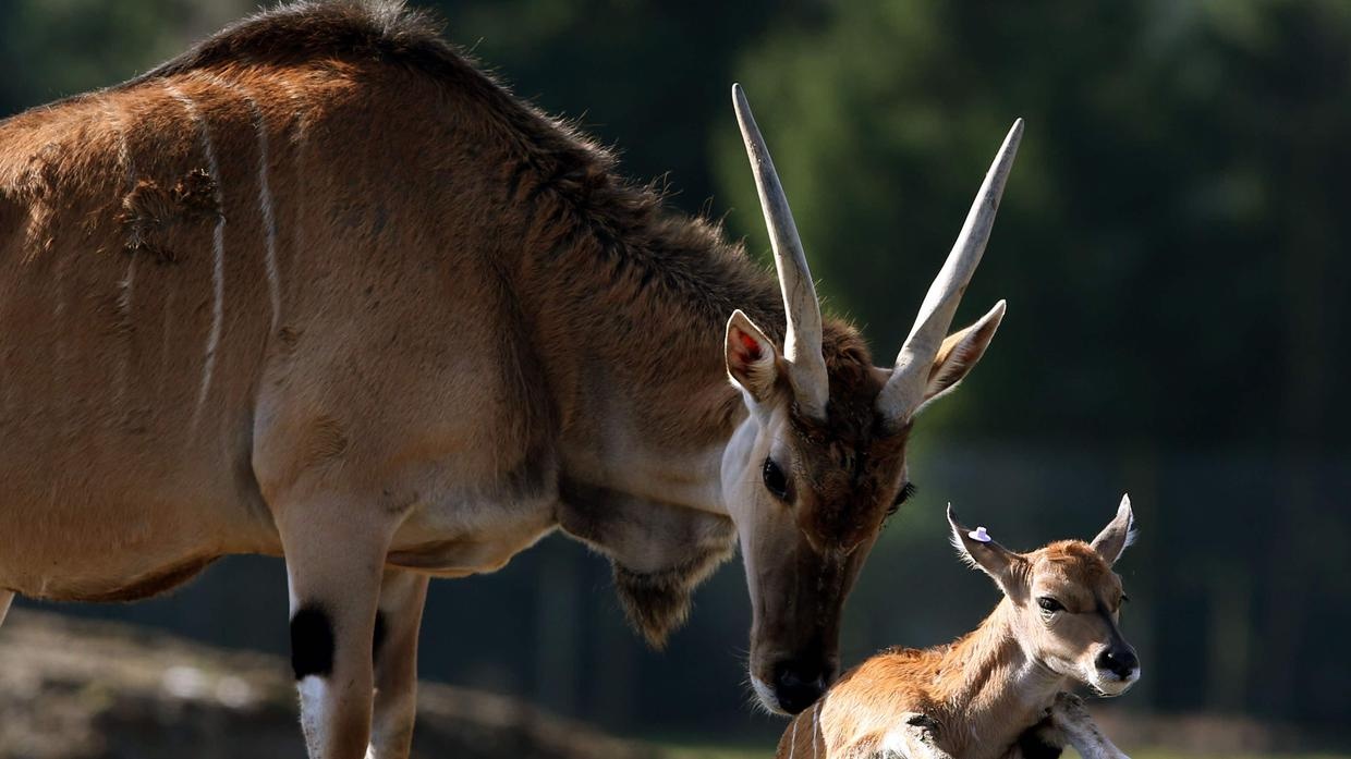 Linh duong lon nhat the gioi huc chet nhan vien so thu Thuy Dien hinh anh