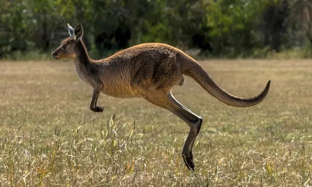 kangaroo,  chuot tui,  Tay australia anh 1