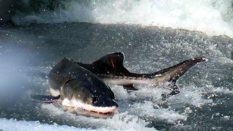 ca heo vay trang,  ca heo khong vay,  truong giang anh 3