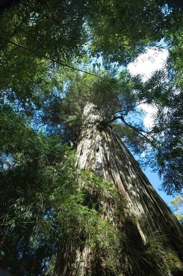 cay co thu gia nhat anh 1