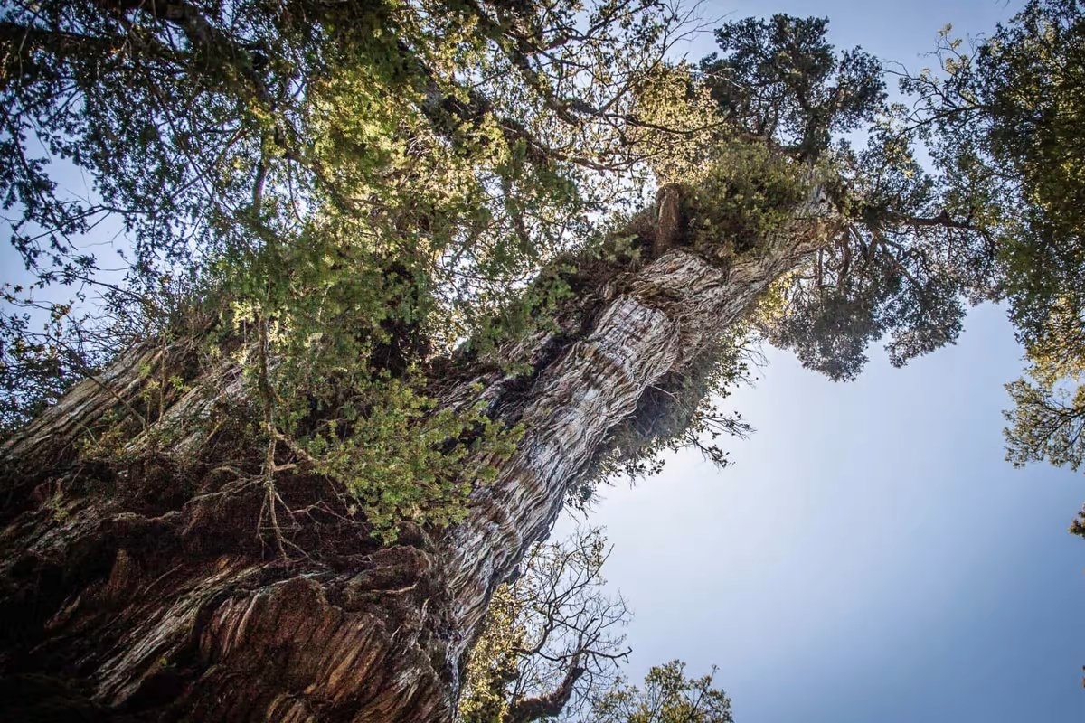 Cay co don song tho nhat the gioi hinh anh