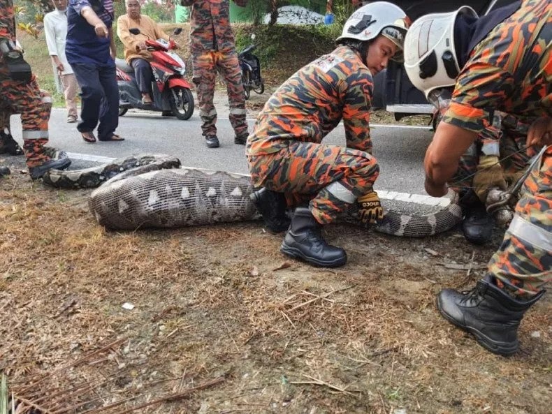 Tom duoc tran gam khong lo nuot tron con de o Malaysia hinh anh