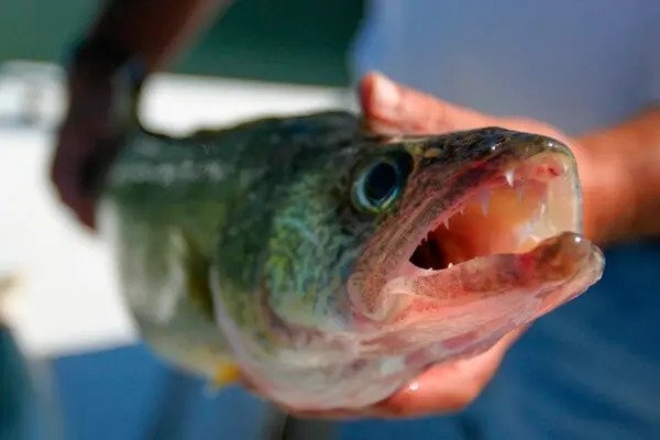 Be boi nhoi bi sat trong cuoc thi cau ca o My hinh anh