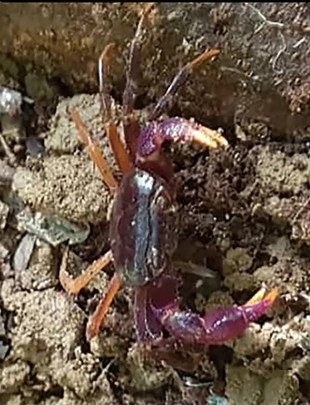 cua,  cua song tren can,  chau phi anh 1