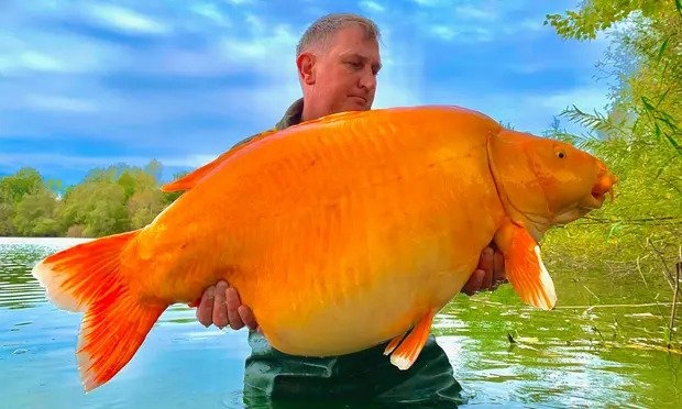 Ca vang khong lo can cau o Phap hinh anh