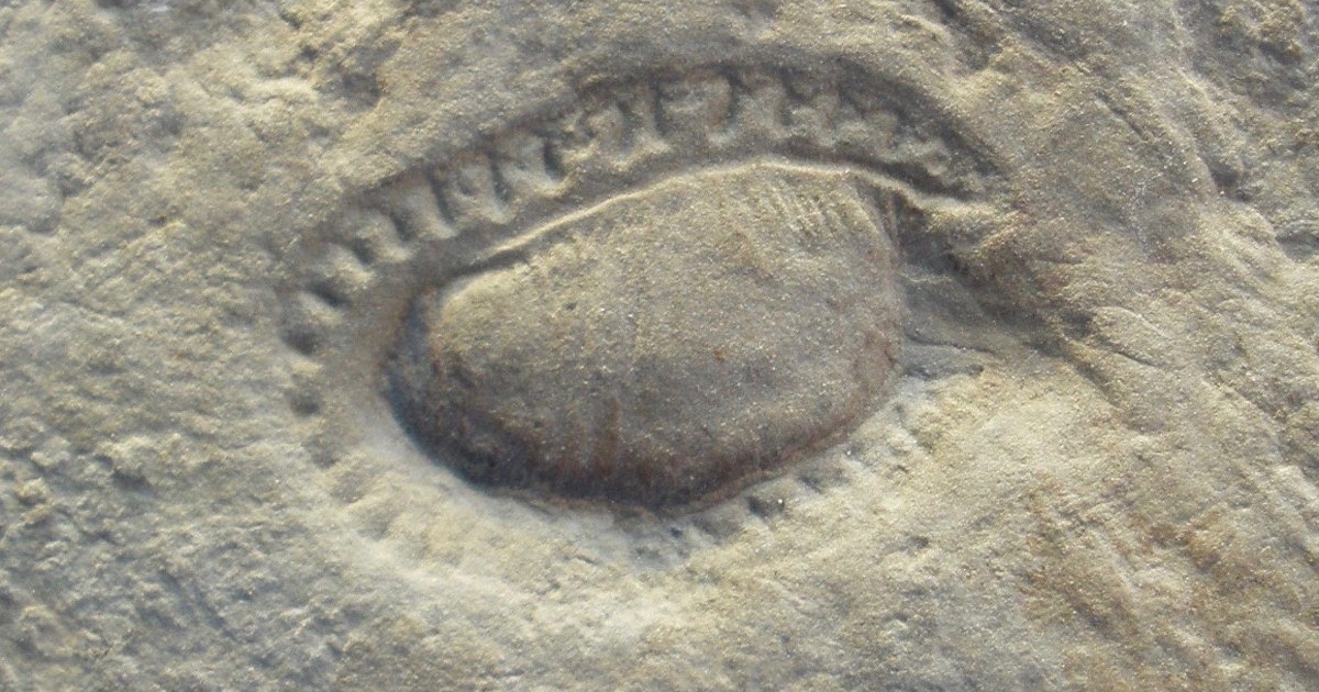 hoa thach,  sinh vat tien hoa,  Australia anh 1