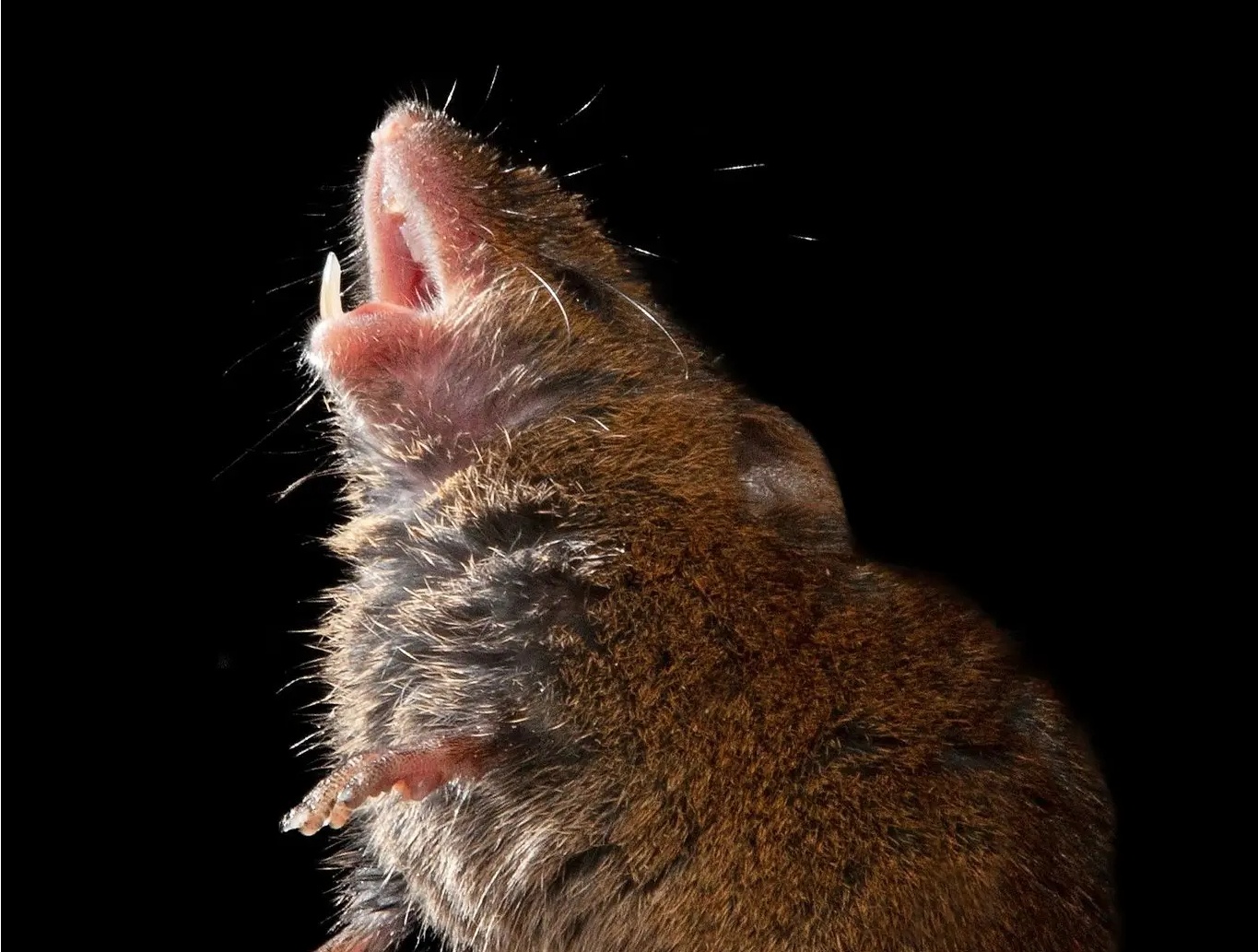 Chuot an gan 200 kg can sa bi tich thu cua canh sat An Do hinh anh