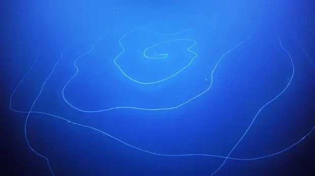 Phat hien sinh vat dai nhat hanh tinh hinh anh