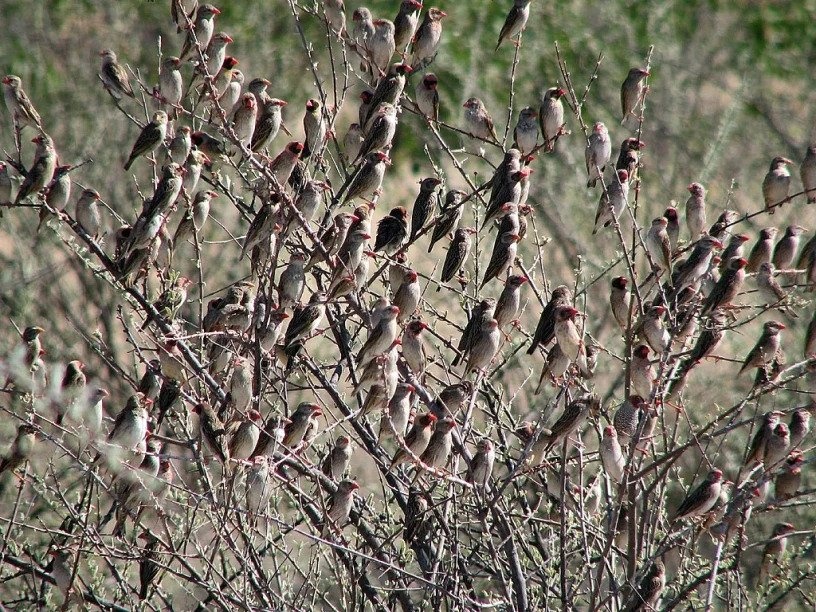 chim quelea,  kenya,  ngu coc anh 1