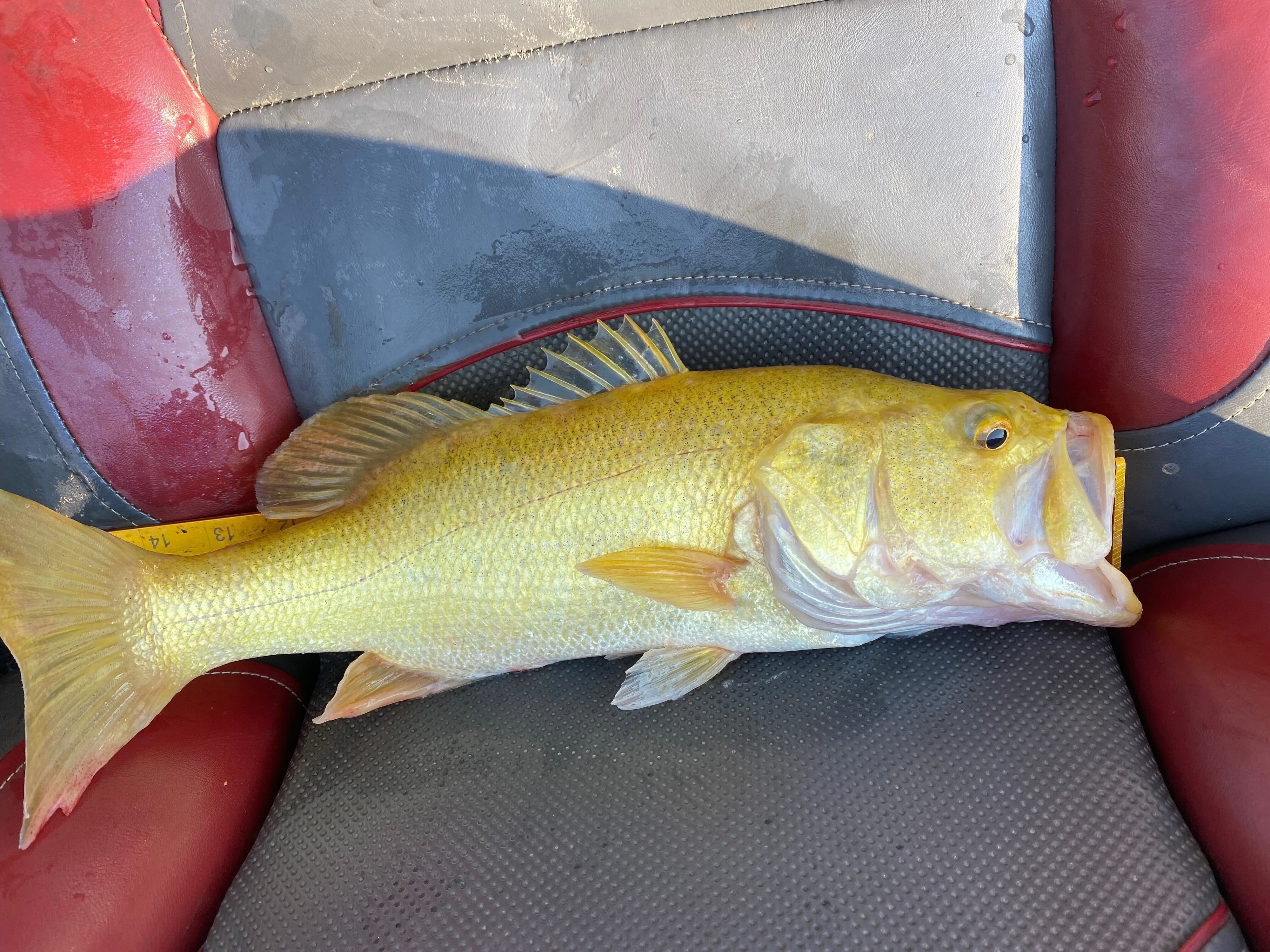 Phat hien con ca vuoc mieng rong co mau quy hiem tai My hinh anh