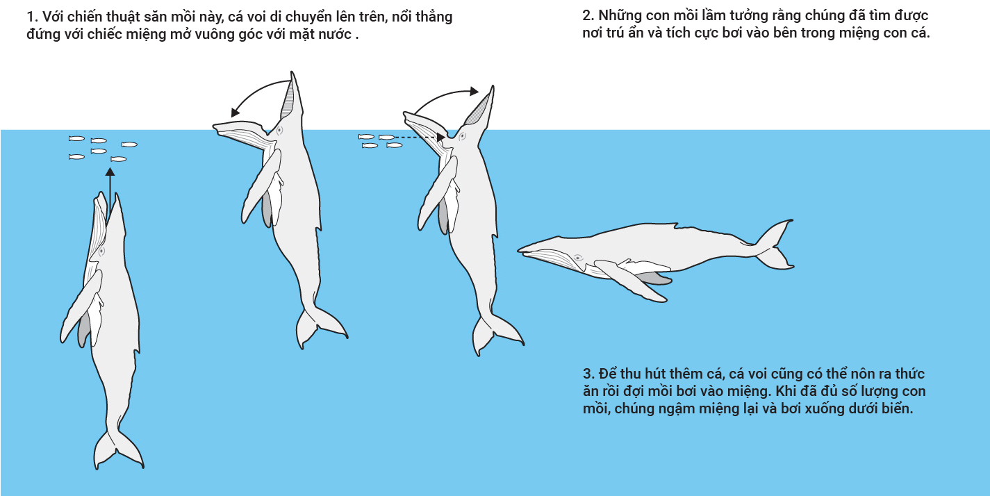 ca voi,  bac au,  Na Uy anh 2