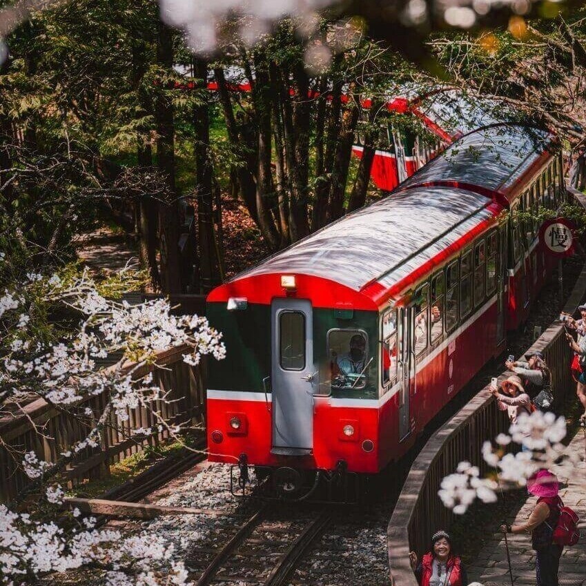 Duong sat rung Alishan anh 3