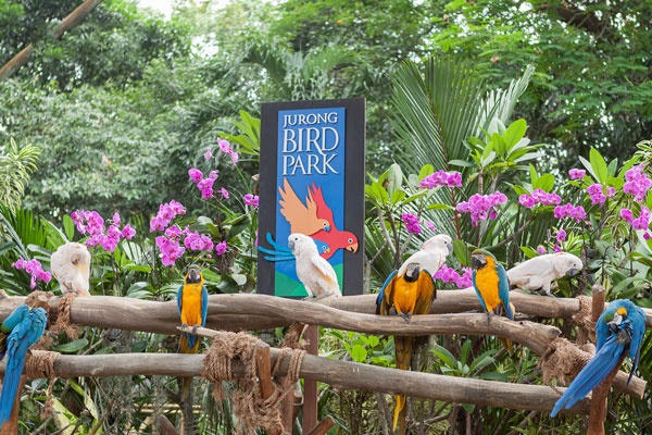 vuon chim chau A anh 1