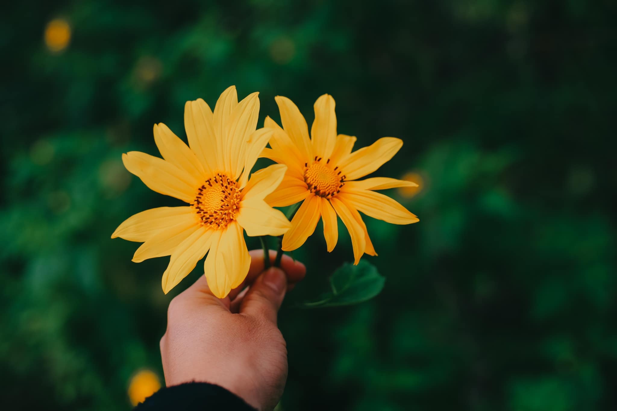 hoa da quy Da Lat anh 2