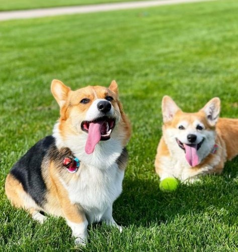 chó Corgi bay thương gia ảnh 1 cho Corgi bay thuong gia anh 1