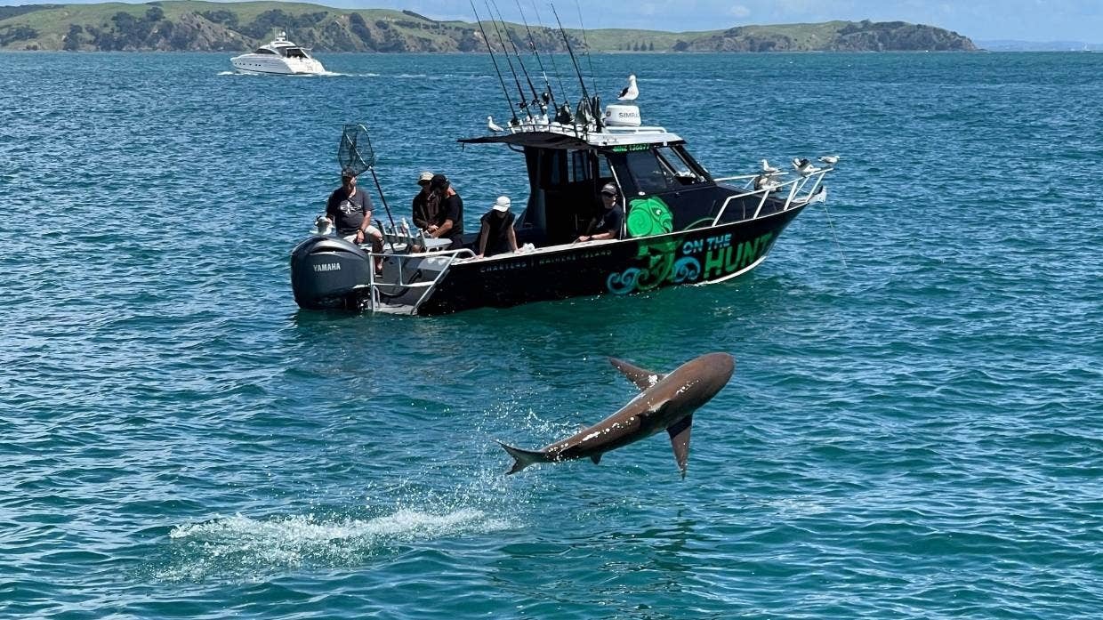 Ca map nhay giong ca heo o New Zealand hinh anh