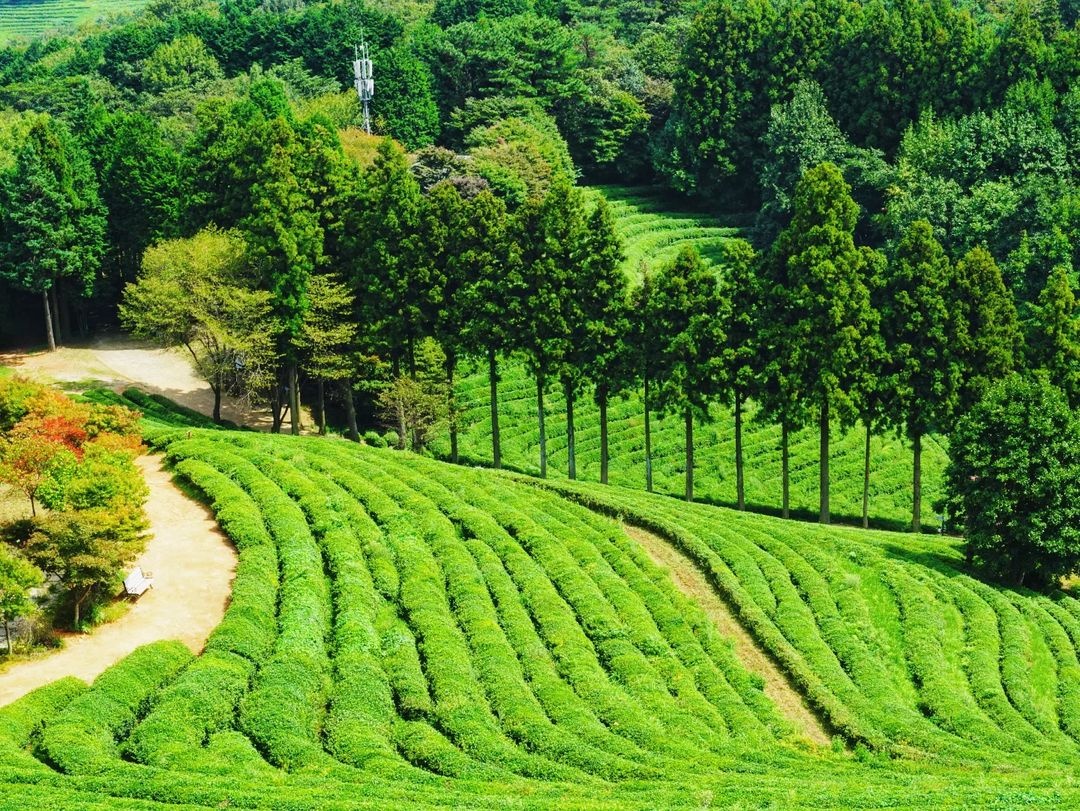 diem den Han Quoc anh 8