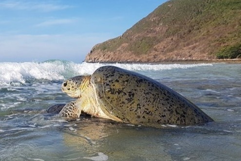 Can canh rua bien o Vuon quoc gia Con Dao vao mua sinh san hinh anh