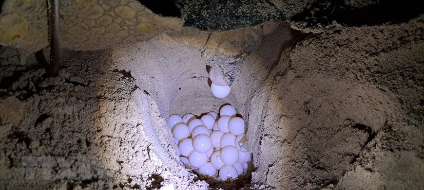 rua bien sinh san anh 6