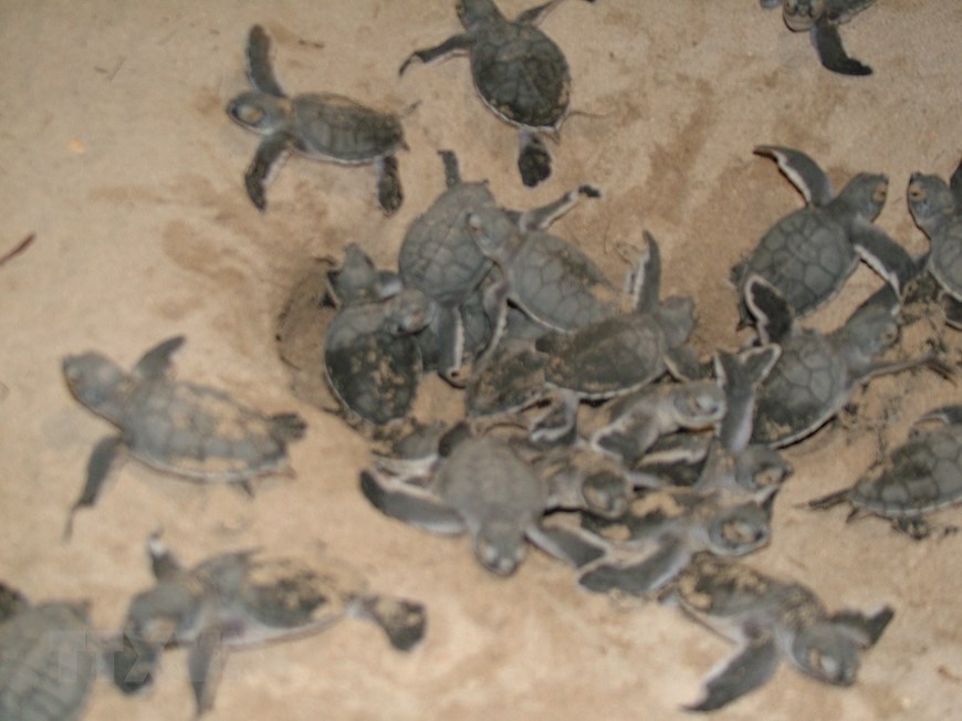 rua bien sinh san anh 8