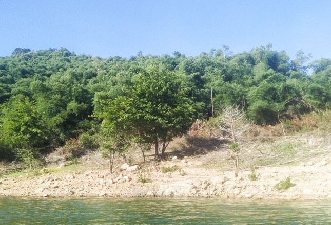 Binh Dinh dua vu nguyen Bi thu thau tom dat rung vao dien theo doi hinh anh