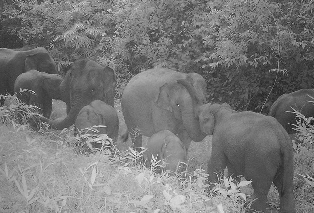 bao ve voi rung anh 3