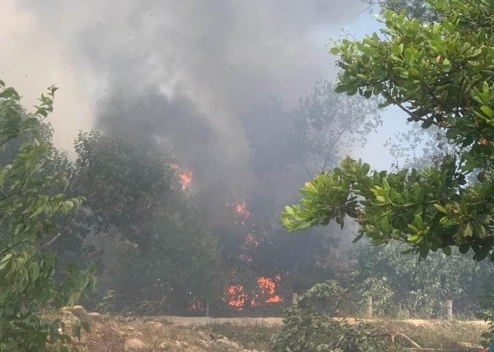 Chay hon 20 hecta rung phong ho Pacsa o Quang Nam hinh anh