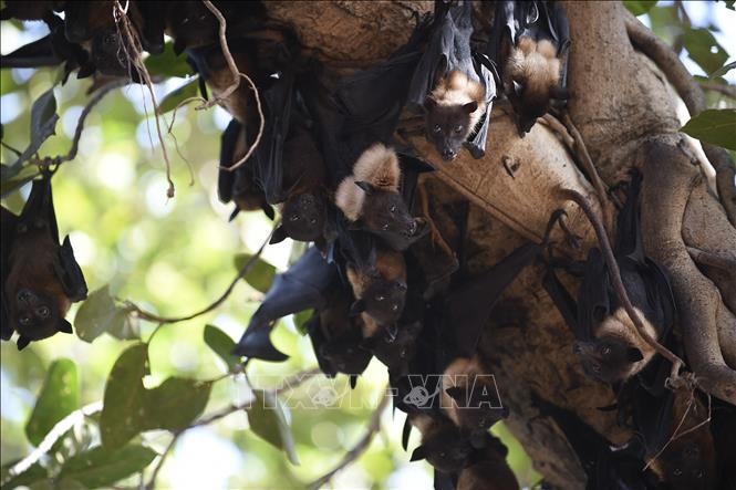 Bai hoc tu quoc gia dau tien doi mat voi dich virus Nipah hinh anh