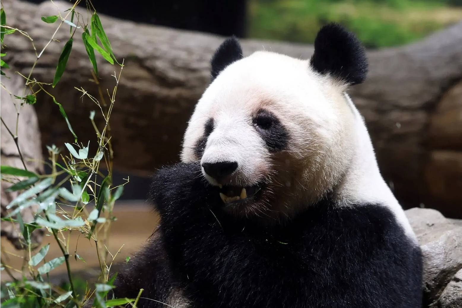 Thay gi khi Trung Quoc 'trieu hoi' gau truc o Nhat? hinh anh