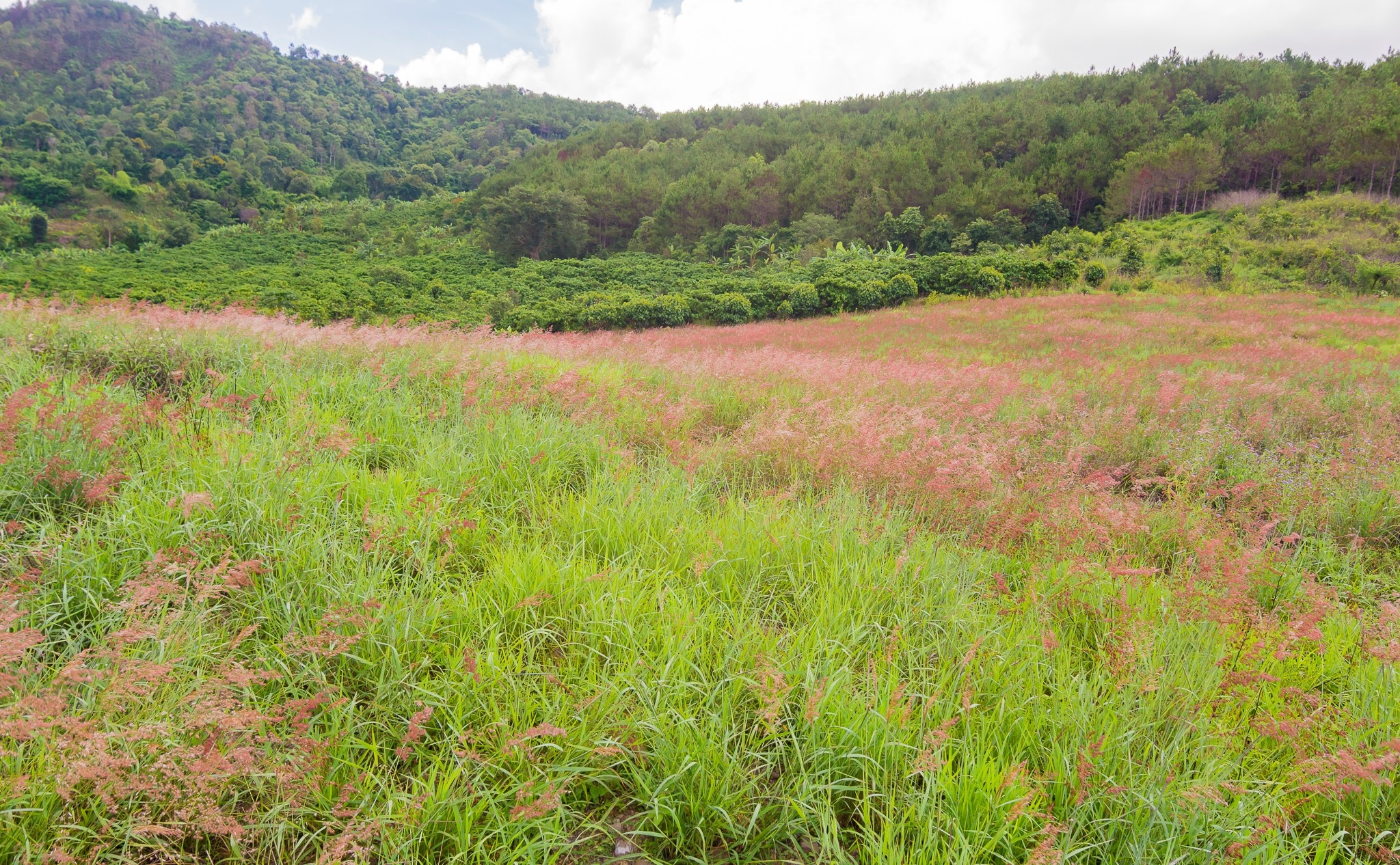 Tà Năng Phan Dũng ảnh 16 Ta Nang Phan Dung anh 16