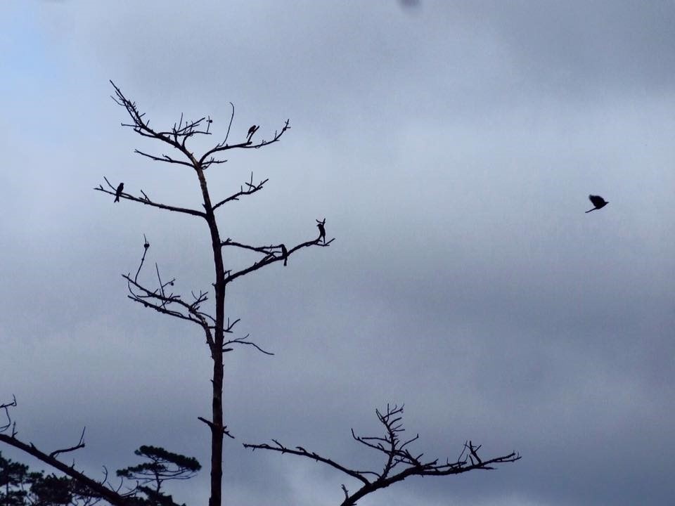 Tà Năng Phan Dũng ảnh 17 Ta Nang Phan Dung anh 17