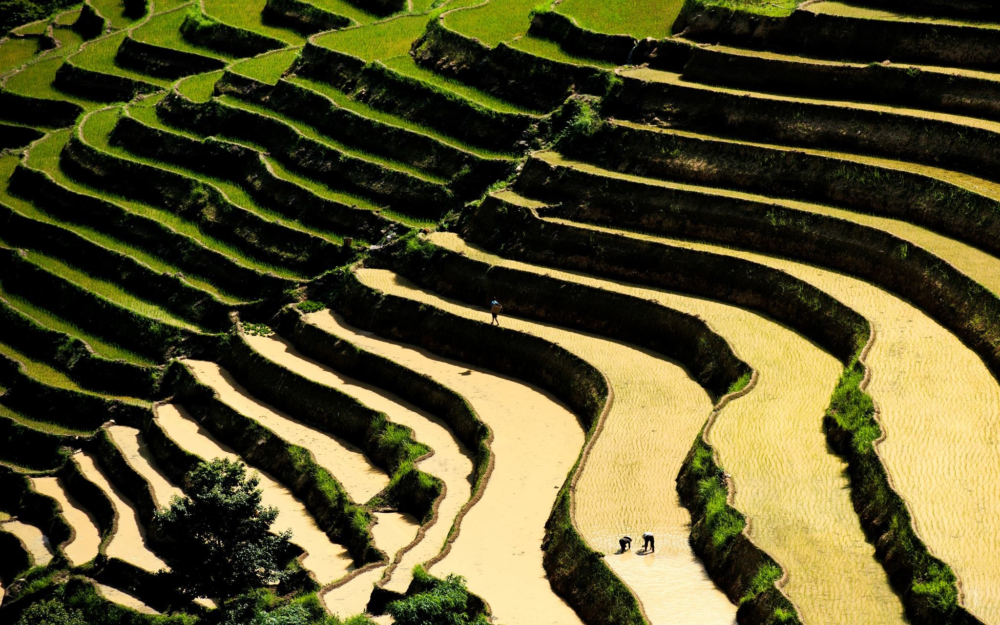 Ruộng bậc thang Hoàng Su Phì ảnh 2 Ruong bac thang Hoang Su Phi anh 2