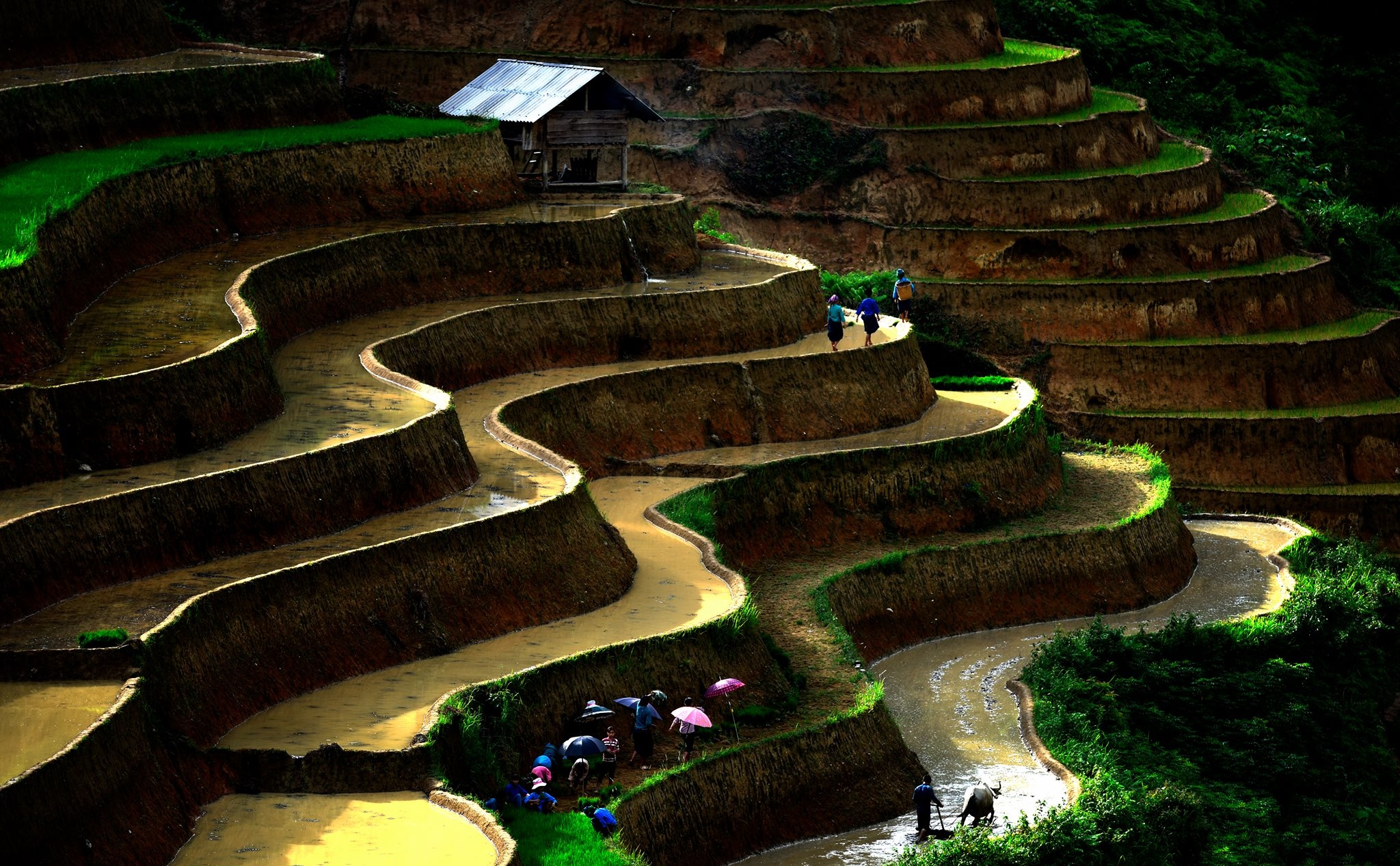 Ruộng bậc thang Hoàng Su Phì ảnh 3 Ruong bac thang Hoang Su Phi anh 3