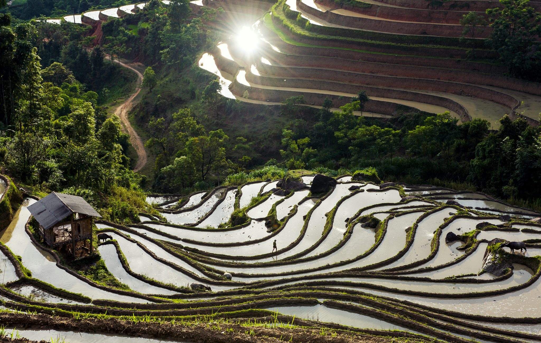 Ruộng bậc thang Hoàng Su Phì ảnh 5 Ruong bac thang Hoang Su Phi anh 5