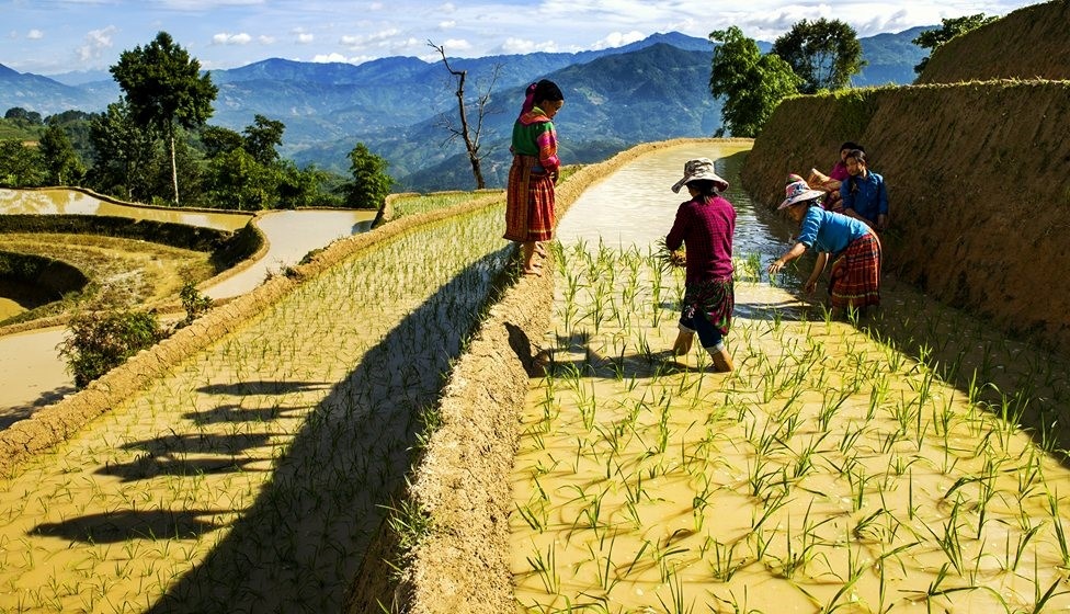 Ruộng bậc thang Hoàng Su Phì ảnh 10 Ruong bac thang Hoang Su Phi anh 10