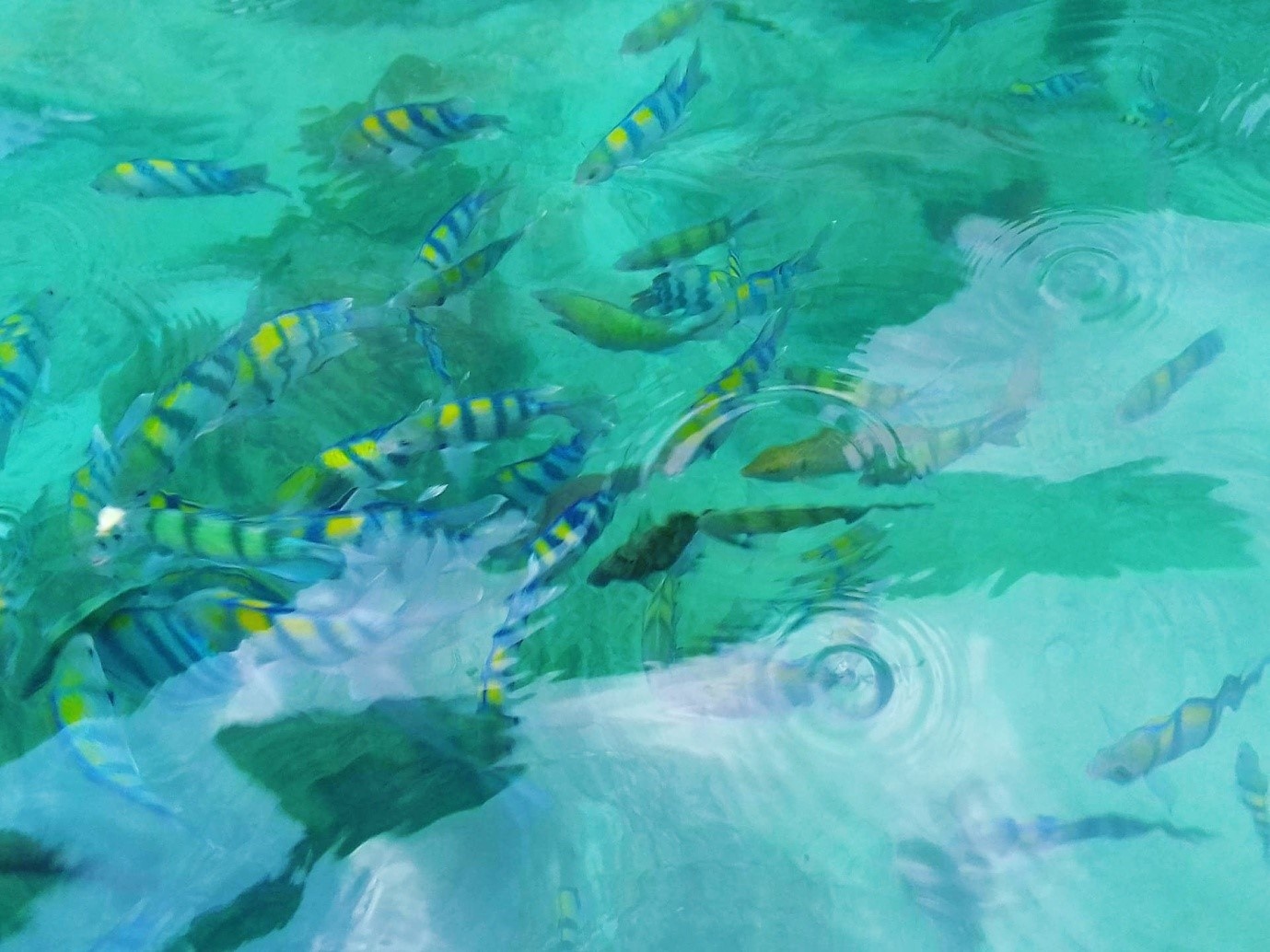 Du lich Krabi Thai Lan anh 15