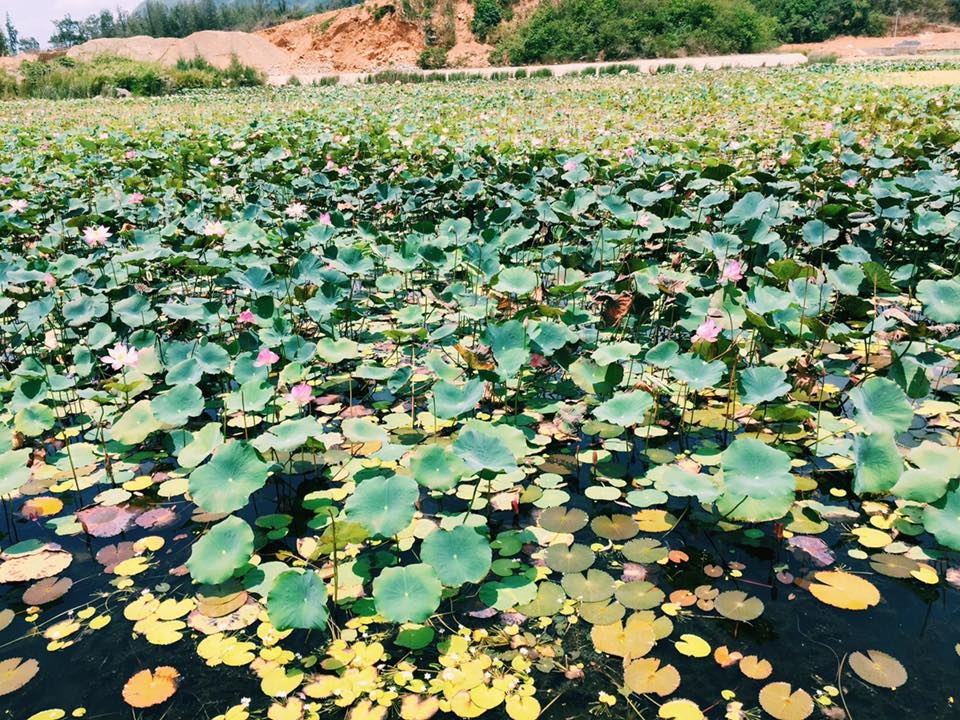 Du lịch Côn Đảo ảnh 10 Du lich Con Dao anh 10