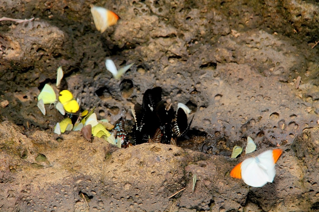 Nhung dia diem san buom dep anh 1