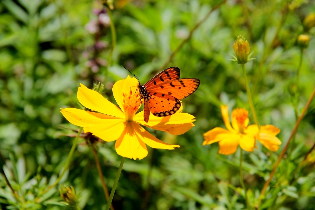 Nhung diem den san buom ly tuong nhat Viet Nam hinh anh