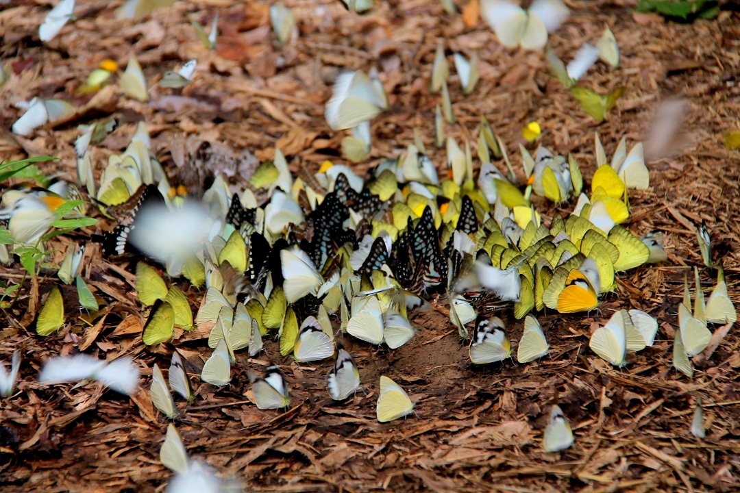 Nhung dia diem san buom dep anh 4