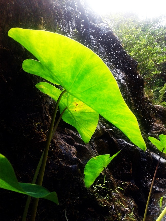 hồ chứa nước đạ tẻh ảnh 7 ho chua nuoc da teh anh 7