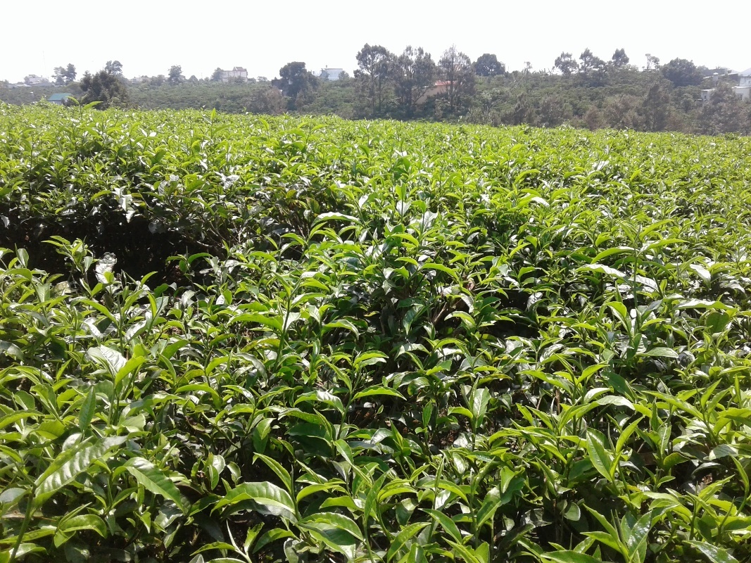 hồ chứa nước đạ tẻh ảnh 17 ho chua nuoc da teh anh 17