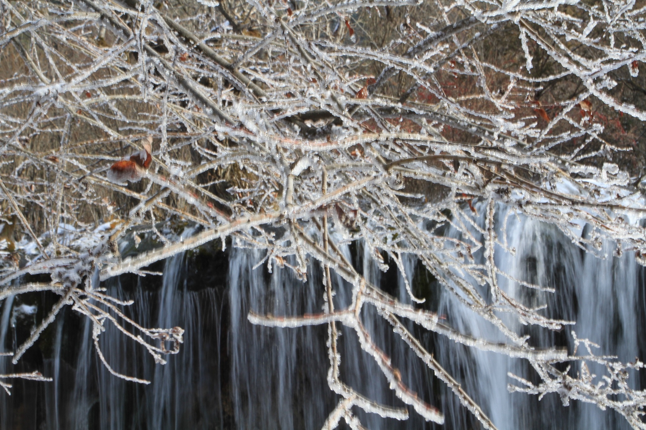 Cuu Trai Cau mua tuyet trang hinh anh